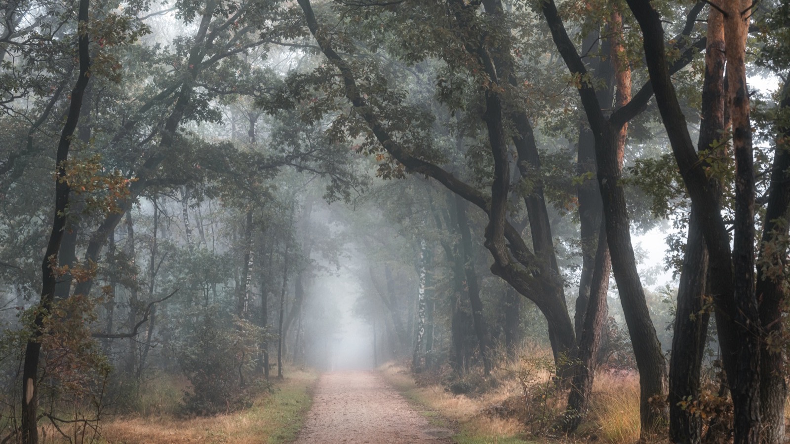 Walking for Longevity: Why the Most Underrated Exercise Adds Years to Your Life