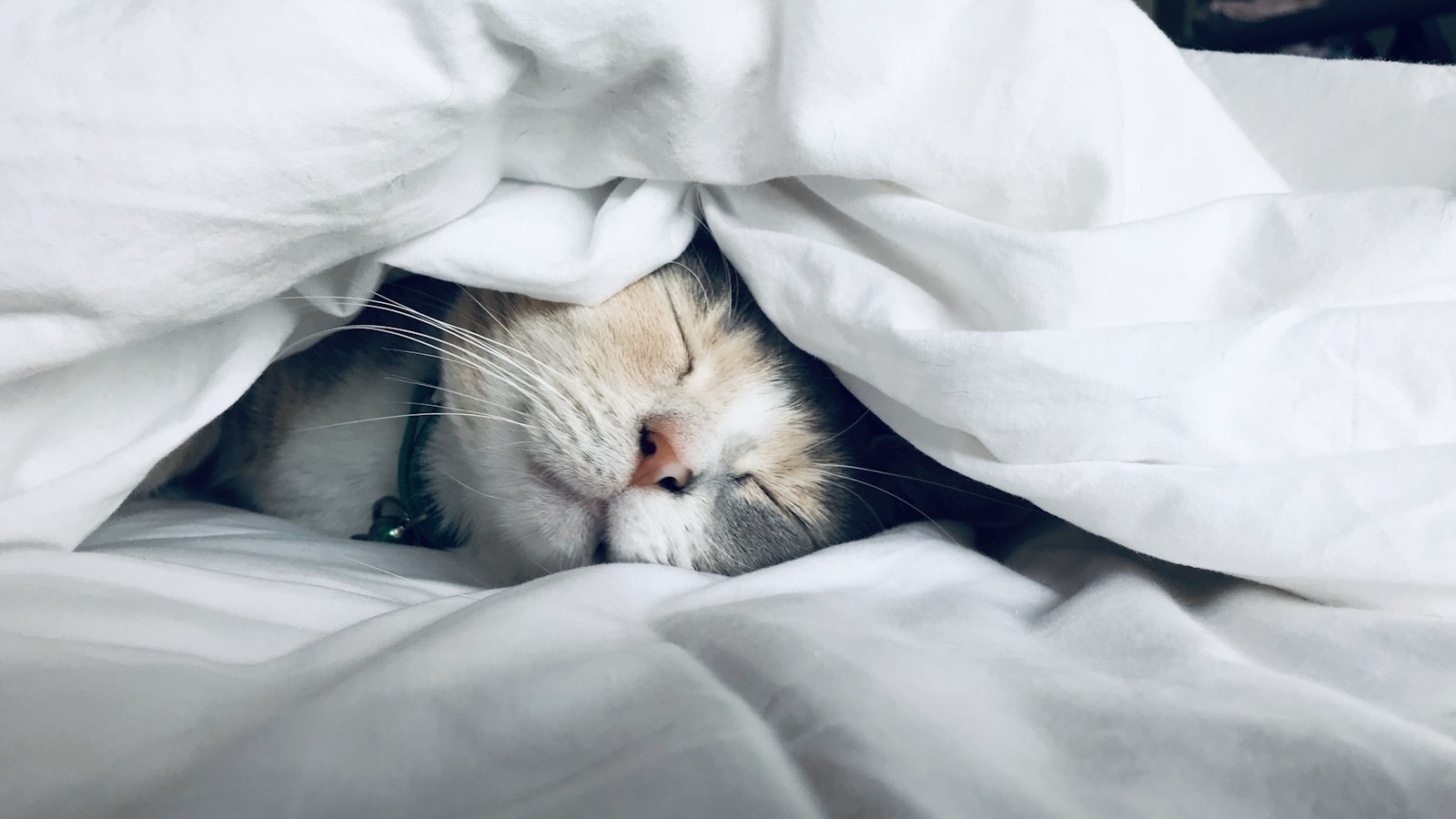 Apple Watch Sleep Stages: What Deep, REM, and Core Sleep Actually Mean (And Why You're Probably Overthinking It)